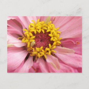 Hübsch rosa Zinnia Postkarte