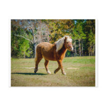Hübsch Shetland Pony