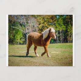 Hübsch Shetland Pony Postkarte