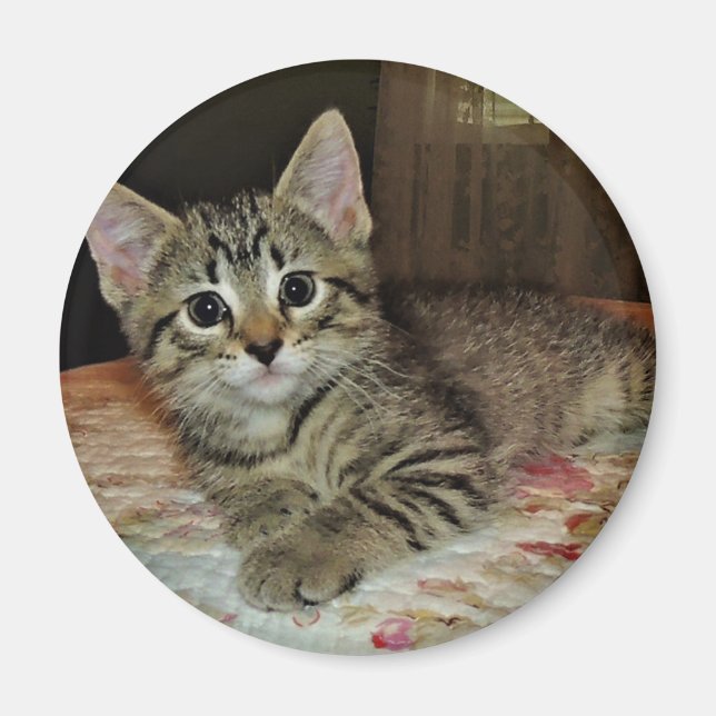 Hübsch Tiger Kitten Magnet (Vorne)