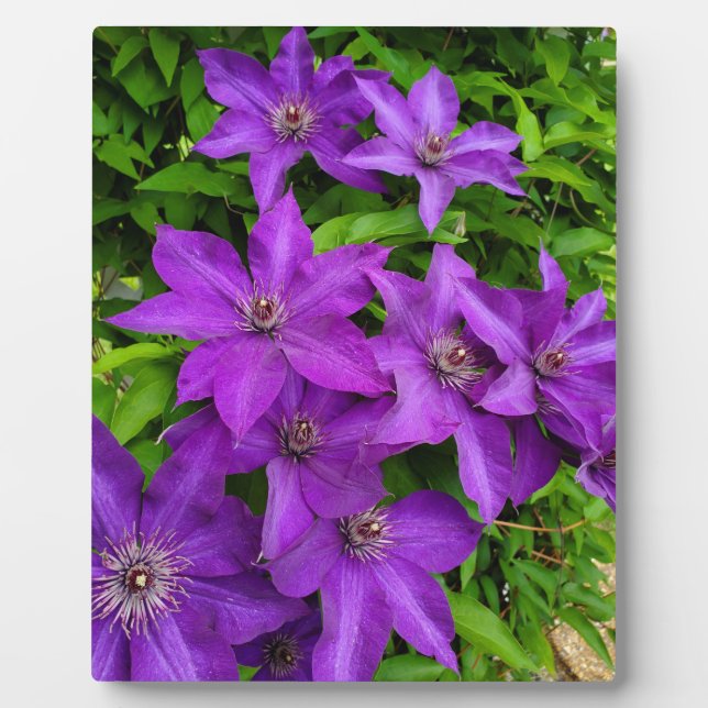 Hübsch-violette Blumen Fotoplatte (Vorderseite)
