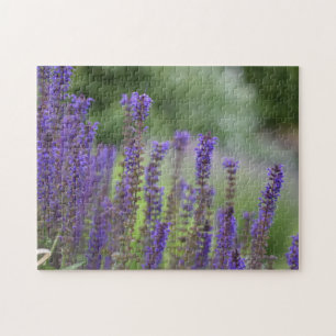 Hübsch-violette Blumen Garten Naturfotografie