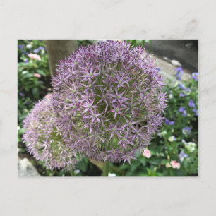 Hübsch-violette Blumen New York City NYC Foto Postkarte