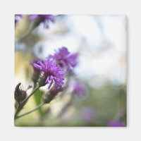 Hübsch-violette Blumen Original-Gartenfotografie