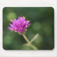 Hübsch-violette Blumen Original-Gartenfotografie