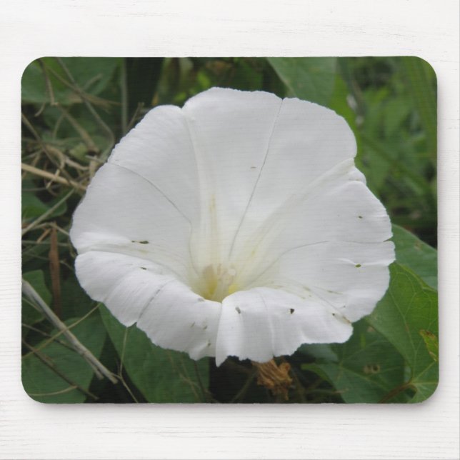 Hübsch Weiße Konvolvulus Blume Mousepad (Vorne)