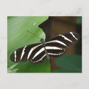 Hübsch Zebra Longwing Butterfly Postcard Postkarte