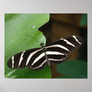 Hübsch Zebra Longwing Butterfly Print Poster