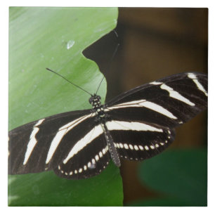 Hübsch Zebra Longwing Butterfly Tile Fliese