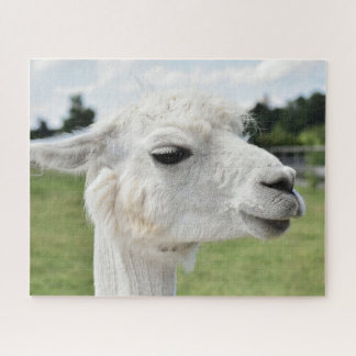 Hübsche Alpaca Llama Fotografie