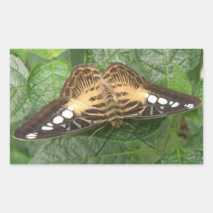 Hübsche Aufkleber für tropische Klappschmetterling