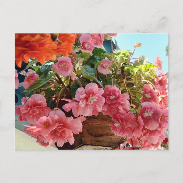 Hübsche Begonia-Blume Postkarte (Vorderseite)