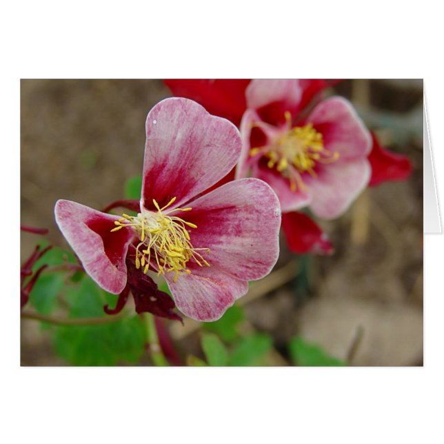 Hübsche Blume (Vorderseite (Horizontal))