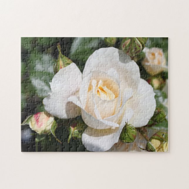 hübsche Blume mit weißer Rose. Liebe, Romantik (Horizontal)