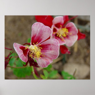 Hübsche Blume Poster