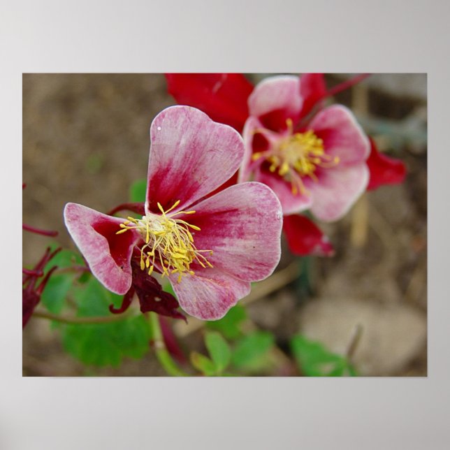 Hübsche Blume Poster (Vorne)