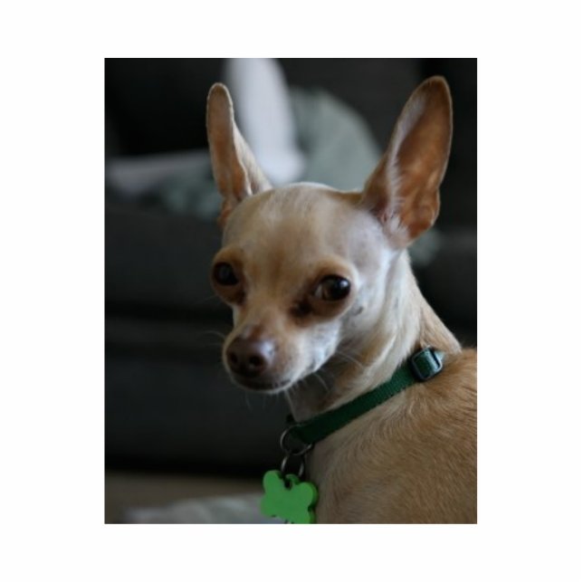 Hübsche Chihuahua Freistehende Fotoskulptur (Vorne)