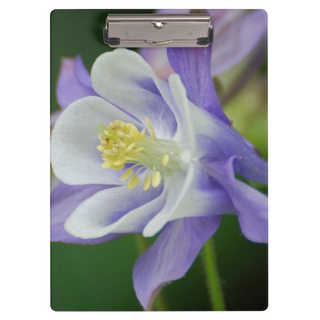 Hübsche Columbine-Blume Klemmbrett (Vorderseite)