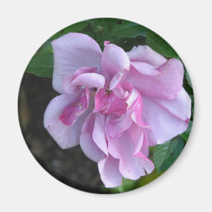 Hübsche Dame 092 Magnet