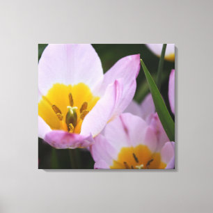 Hübsche, elegante lila TulpenBlume. floral Leinwanddruck