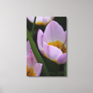 Hübsche, elegante lila TulpenBlume. Leinwanddruck