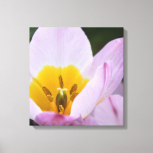 Hübsche, elegante lila TulpenBlume. Leinwanddruck