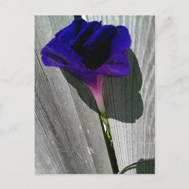 Hübsche florale Postkarte (Vorderseite)