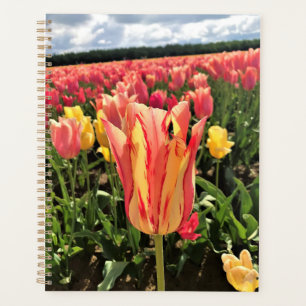 Hübsche Frühlings-Tulpe, Oregon Planer