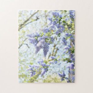 Hübsche Frühlingsblumen Lila blühende Baumnatur