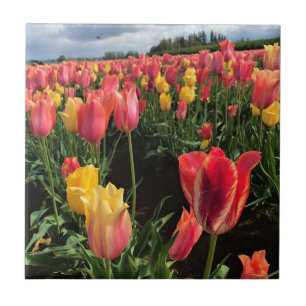 Hübsche Frühlingshuppen im Feld, Oregon Fliese