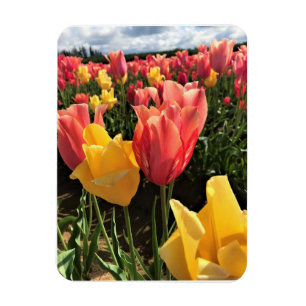Hübsche Frühlingshuppen im Feld, Oregon Magnet