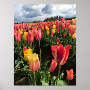 Hübsche Frühlingshuppen im Feld, Oregon Poster