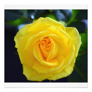 Hübsche gelbe Rosenblumenfotografie. Fotodruck
