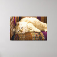 Hübsche, gelbe Tabi Katze auf einem Sofa.