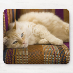 Hübsche gelbe tabi Katze, die auf Couch legt Mousepad