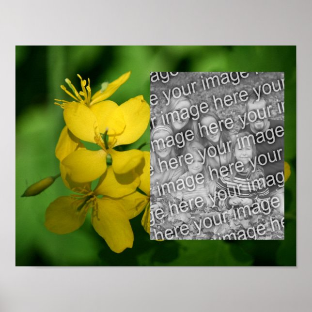 Hübsche gelbe Wildblumen Rahmen hinzufügen Ihr Fot Poster (Vorne)