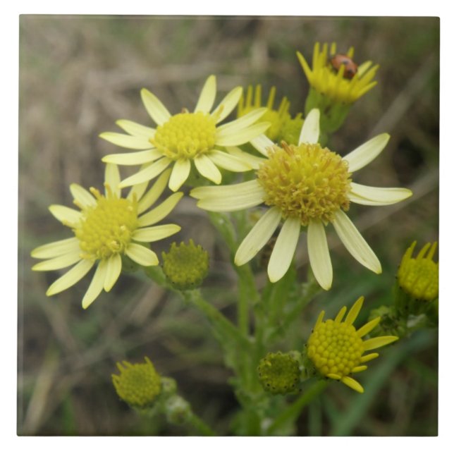 Hübsche Gelbe Wildblumen Tile Fliese (Vorderseite)