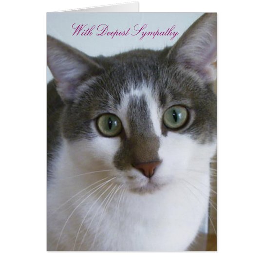 Hübsche graue und weiße Katze - Haustier-Beileid Karte