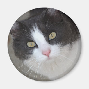 Hübsche graue und weiße Katze Magnet