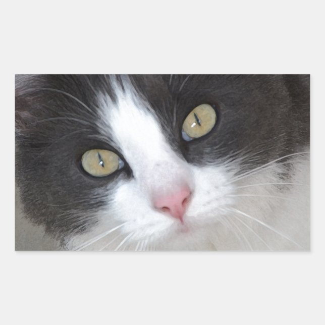 Hübsche graue und weiße Katze Rechteckiger Aufkleber (Vorderseite)
