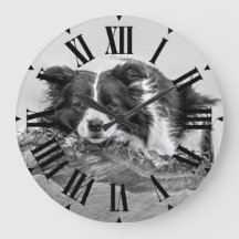 Hübsche Grenz Collie Dog