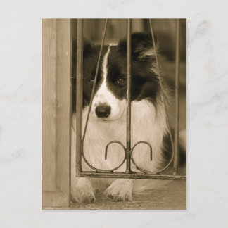 Hübsche Grenz Collie Dog Postkarte