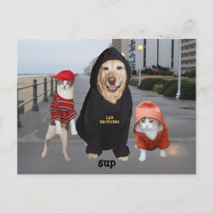 Hübsche Haustiere/Labrador & Katzen/Sup/Whazui Postkarte