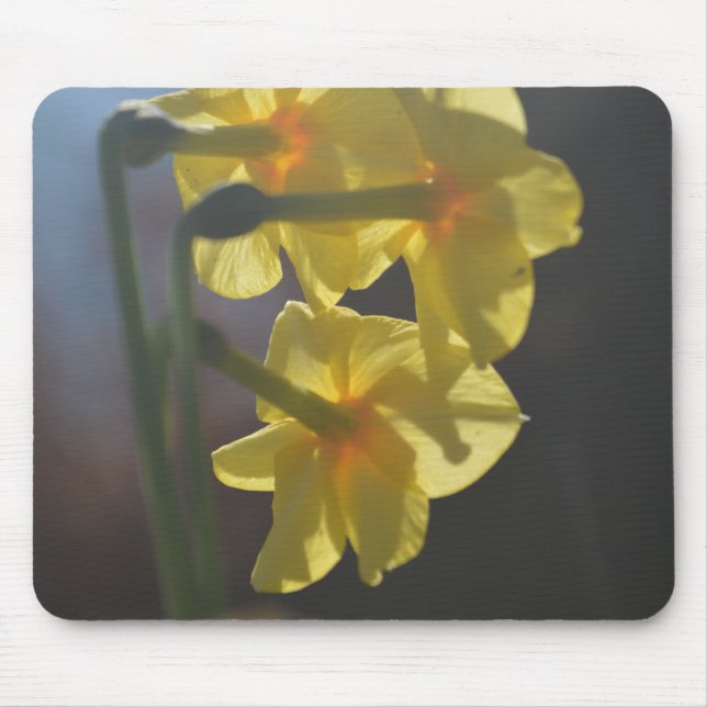Hübsche, hellgelbe Daffodialfarben-Blume Mousepad (Vorne)