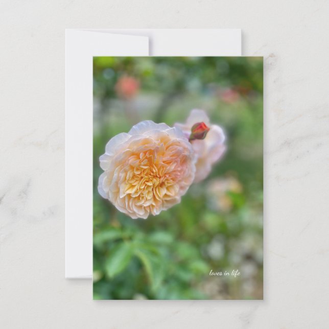 Hübsche Hübsche Rose Mitteilungskarte (Vorderseite)