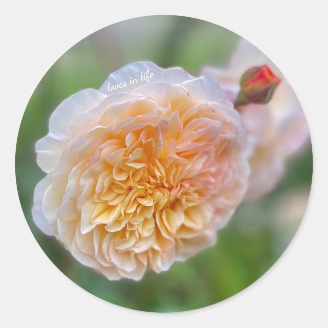 Hübsche Hübsche Rose Runder Aufkleber (Vorderseite)