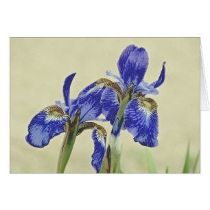 Hübsche Iris-Paare