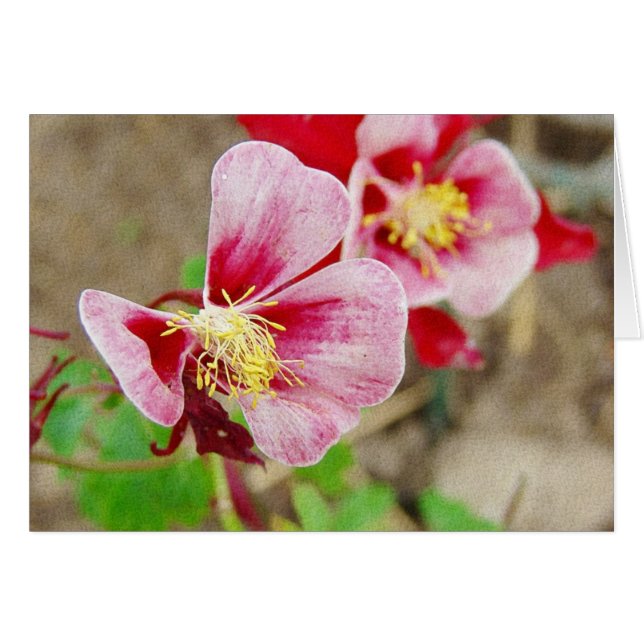 Hübsche Jeden Anlaß der Columbine-Blume (Vorderseite (Horizontal))