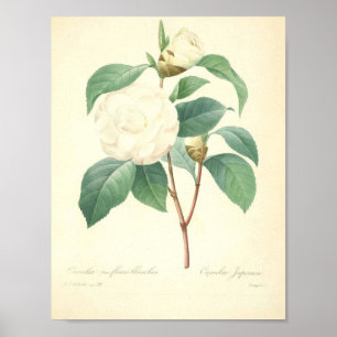 Hübsche Kamelie durch Redoute Poster