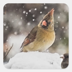 Hübsche Kardinals-Schnee-Szenen-Aufkleber Quadratischer Aufkleber